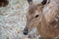 Closed up deer eye and its eye gum against blurred dried straw Royalty Free Stock Photo