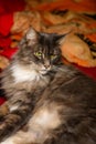 Closed up of domestic adorable black grey Maine Coon kitten,