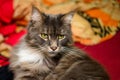 Closed up of domestic adorable black grey Maine Coon kitten,