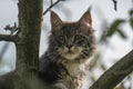 Closed up of domestic adorable black grey Maine Coon kitten, young peaceful cat in sunshine day