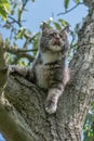 Closed up of domestic adorable black grey Maine Coon kitten, young peaceful cat in sunshine day