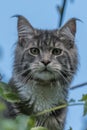 Closed up of domestic adorable black grey Maine Coon kitten, young peaceful cat in sunshine day