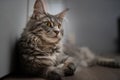 Closed up of domestic adorable grey Maine Coon kitten, young peaceful cat in white floor