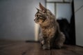 Closed up of domestic adorable grey Maine Coon kitten, young peaceful cat in white floor