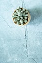 Closed up Escobaria cactus with white thorn texture on gray marble stone background. Small beautiful and drought resistant Royalty Free Stock Photo