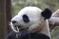 Closed-up Fluffy Giant Panda is Eating Bamboo Leaves with her Cub, Chengdu , China Royalty Free Stock Photo