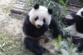 Closed-up Fluffy Giant Panda is Eating Bamboo Leaves with her Cub, Chengdu , China Royalty Free Stock Photo
