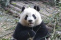 Closed-up Fluffy Giant Panda is Eating Bamboo Leaves with her Cub, Chengdu , China Royalty Free Stock Photo