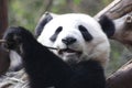 Closed-up Fluffy Giant Panda is Eating Bamboo Leaves with her Cub, Chengdu , China Royalty Free Stock Photo