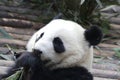 Closed-up Fluffy Giant Panda is Eating Bamboo Leaves with her Cub, Chengdu , China Royalty Free Stock Photo