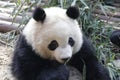 Closed-up Fluffy Giant Panda is Eating Bamboo Leaves with her Cub, Chengdu , China Royalty Free Stock Photo