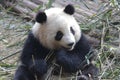 Closed-up Fluffy Giant Panda is Eating Bamboo Leaves with her Cub, Chengdu , China Royalty Free Stock Photo