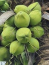 fresh green bunch of coconuts hang on coconut tree