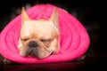 French bulldog animal is wearing guard on the sick day