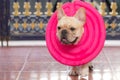 French bulldog animal is wearing guard on the sick day