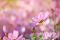 Closed up fresh beautiful pink cosmos flower in the farm over blur pink background Royalty Free Stock Photo