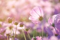 Closed up fresh beautiful pink cosmos flower in the farm over blur pink background Royalty Free Stock Photo