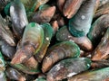 The closed up of fresh mussel,Perna viridis seafood on fish market as natural background