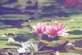 Closed up fresh and soft pink water lily or lotus in the pond under morning sun light Royalty Free Stock Photo