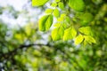 Closed up fresh tropical green leaf branches on tree in the forest or garden under morning sun light Royalty Free Stock Photo