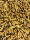 Closed up of fried silk worm pupa sale at the street food road i