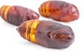 Closed up of giant Atlas moth Attacus atlas chrysalis or pupa