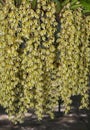 Closed up of Grammatophyllum orchid flower