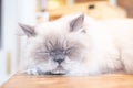 Closed up grey and white cat sleep and  lie on the table or floor Royalty Free Stock Photo
