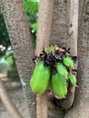 The closed up of a group of bilimbi, Bilimbing, Cucumber Tree, Averrhoa bilimbi, herb