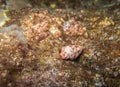 Closed up the hermit crab underwater in Similan, Thailand Royalty Free Stock Photo