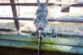 Dragon Fountain at Kofukuji Temple in Nara,Japan Royalty Free Stock Photo