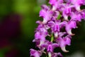Closed up of Hybrid Pink Aerides flower Royalty Free Stock Photo