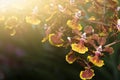 Closed up of Hybrid yellow Oncidium orchid flower Royalty Free Stock Photo