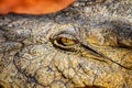 Closed up image of crocodile eye. It is wildlife photo of Nile crocodile in Senegal, Africa. The eye is yellow and has a narrow