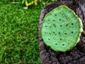 Closed up image of green fresh lotus calyx