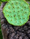 Closed up image of green fresh lotus calyx