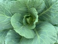 Closed up image of Leaves of kale, Brassica oleracea, Chinese Broccol.