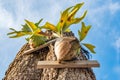 Staghorn Ferns Platycerium Holttumii plant over blue sky background Royalty Free Stock Photo