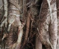 Closed up image on the vines were tightly intertwined show textured with the old trunk of big tree. Royalty Free Stock Photo