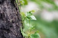 Closed-up ivy gourd leaves creeping on tree