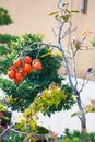 Closed up Japanese bonsai tree with fruit