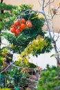 Closed up Japanese bonsai tree with fruit