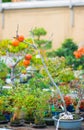 Closed up Japanese bonsai tree with fruit