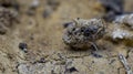 Closed-up of a jumping spider on the brown soil. Royalty Free Stock Photo