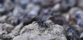 Closed-up of a jumping spider with white stripes on the soil. Royalty Free Stock Photo