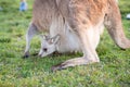 Closed up kangaroo baby. Royalty Free Stock Photo