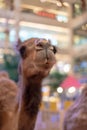 Closed up light brown alpaca`s mouth with depth of field. Innoce