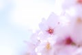 Closed up on light pink cheery blossom, sakura lit by sunlight in Osaka Japan Royalty Free Stock Photo