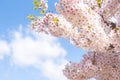 Closed up on light pink cheery blossom, sakura lit by sunlight in Osaka Japan Royalty Free Stock Photo