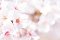 Closed up on light pink cheery blossom, sakura lit by sunlight in Osaka Japan Royalty Free Stock Photo